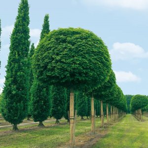 Javor mliečny (Acer platanoides) ´GLOBOSUM´ - výška 200-250 cm, výška kmeňa 6/8 cm, kont. C10/15L 